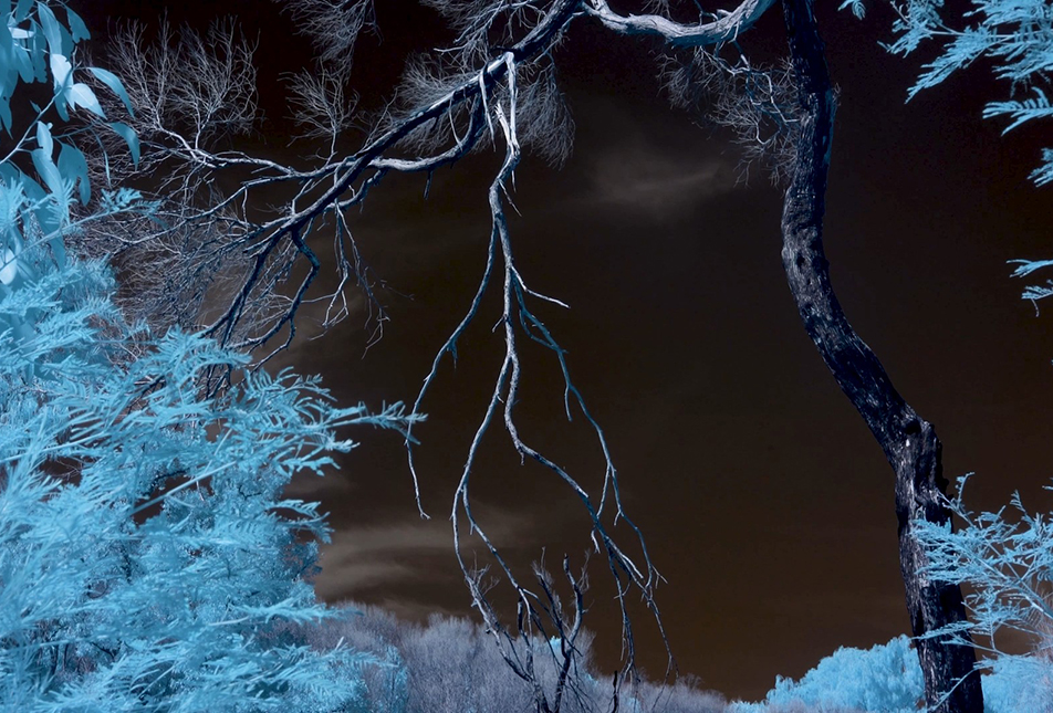 Night image of bushland - Rebecca Najdowski_Another Nature-Hero