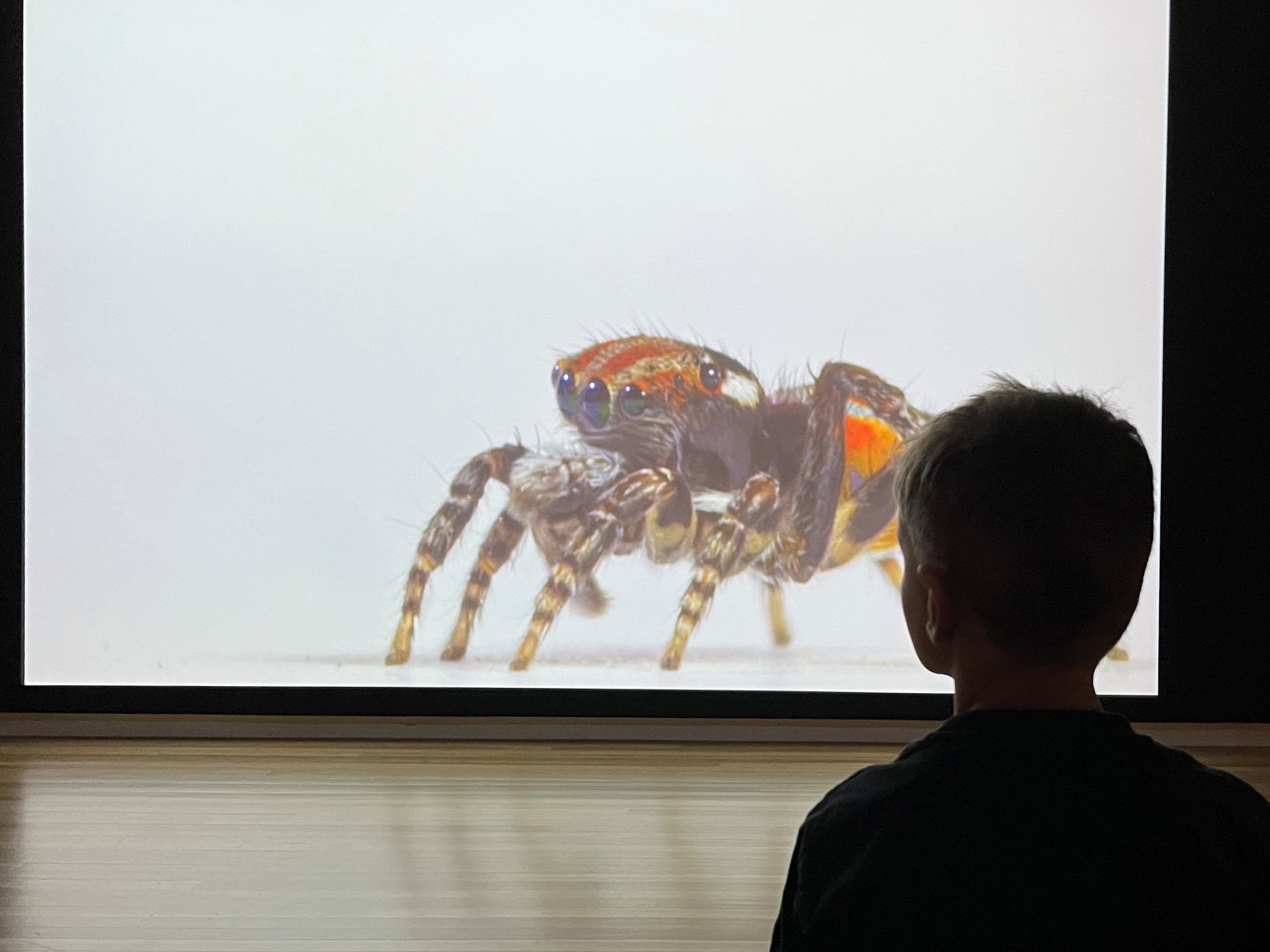 Installation view, Maria Fernanda Cardoso: Spiders of Paradise, Bunjil Place, 2025. Featured: Maria Fernanda Cardoso, On the Origins of Art I-II (detail), 2016, single channel digital video, colour, sound, Museum of Contemporary Art Australia and Tate, with support from the Qantas Foundation in 2015, purchased 2018, courtesy the artist and Sullivan+Strumpf, Sydney © the artist. 