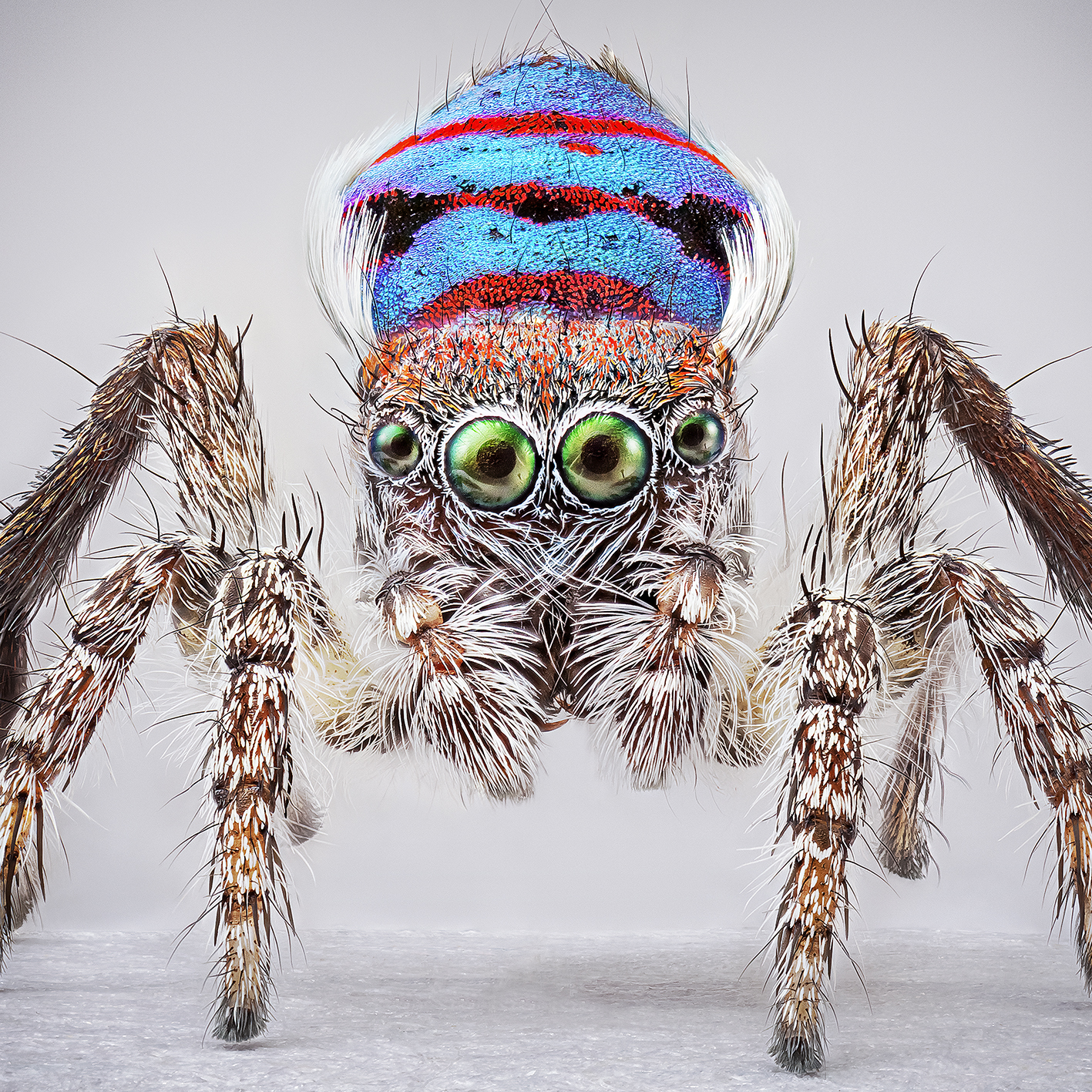 Header image: Maria Fernanda Cardoso, Spiders of Paradise: Maratus speciosus, 2024, pigment print on paper, framed, courtesy the artist and Sullivan+Strumpf, Sydney © the artist 