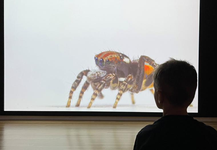 Installation view, Maria Fernanda Cardoso: Spiders of Paradise, Bunjil Place, 2025. Featured: Maria Fernanda Cardoso, On the Origins of Art I-II (detail), 2016, single channel digital video, colour, sound, Museum of Contemporary Art Australia and Tate, with support from the Qantas Foundation in 2015, purchased 2018, courtesy the artist and Sullivan+Strumpf, Sydney © the artist. 