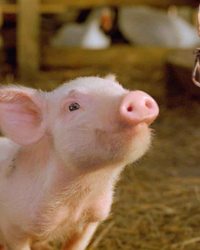 A pig looks up at a spider - a scene from Charlotte's Web the movie