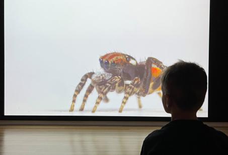 Installation view, Maria Fernanda Cardoso: Spiders of Paradise, Bunjil Place, 2025. Featured: Maria Fernanda Cardoso, On the Origins of Art I-II (detail), 2016, single channel digital video, colour, sound, Museum of Contemporary Art Australia and Tate, with support from the Qantas Foundation in 2015, purchased 2018, courtesy the artist and Sullivan+Strumpf, Sydney © the artist. 