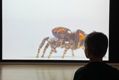 Installation view, Maria Fernanda Cardoso: Spiders of Paradise, Bunjil Place, 2025. Featured: Maria Fernanda Cardoso, On the Origins of Art I-II (detail), 2016, single channel digital video, colour, sound, Museum of Contemporary Art Australia and Tate, with support from the Qantas Foundation in 2015, purchased 2018, courtesy the artist and Sullivan+Strumpf, Sydney © the artist. 